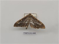 藏品(尺蠖蛾科)的圖片